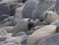 /album/some-overseas-trips/wall-creeper-corbett-park-jpg/